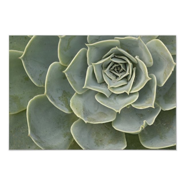 Impression Photo Motif Cactus (Devant)