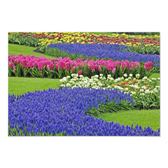 Impression Photo Motif de Grape Hyacinth, tulipes et 3 (Devant)