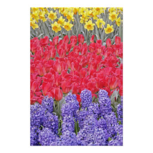 Impression Photo Motif de jacinthe, de tulipes et de jonquilles,