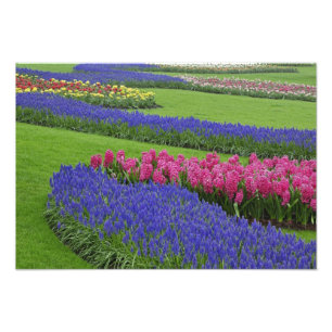Impression Photo Motif de jacinthe des vignes, de tulipes et de