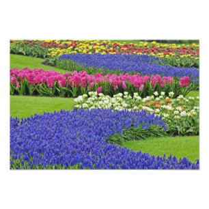 Impression Photo Motif de jacinthe des vignes, tulipes et 3