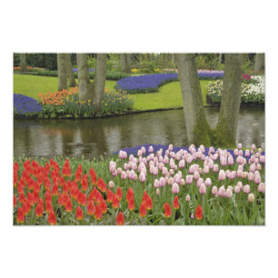 Impression Photo Motif de tulipes et de fleurs de muscari,