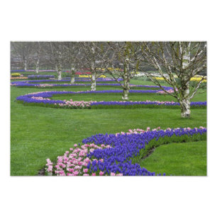 Impression Photo Motif de tulipes et de fleurs de Muscari, 4