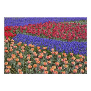 Impression Photo Motif de tulipes et de fleurs de raisin Hyacinth,