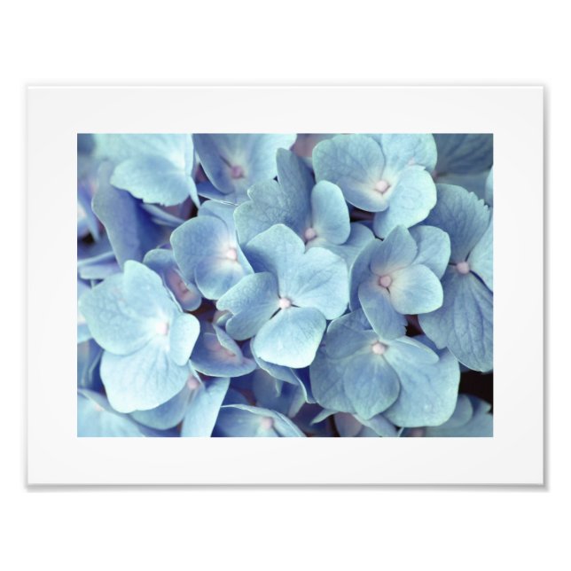 Impression Photo Motif doux bleu Hydrangea (Devant)