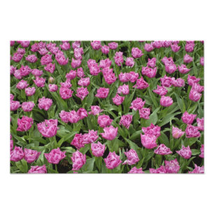 Impression Photo Motif floral de tulipes, jardins de Keukenhof,