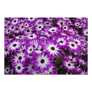 Impression Photo Motif floral, Jardins de Kuekenhof, Lisse,