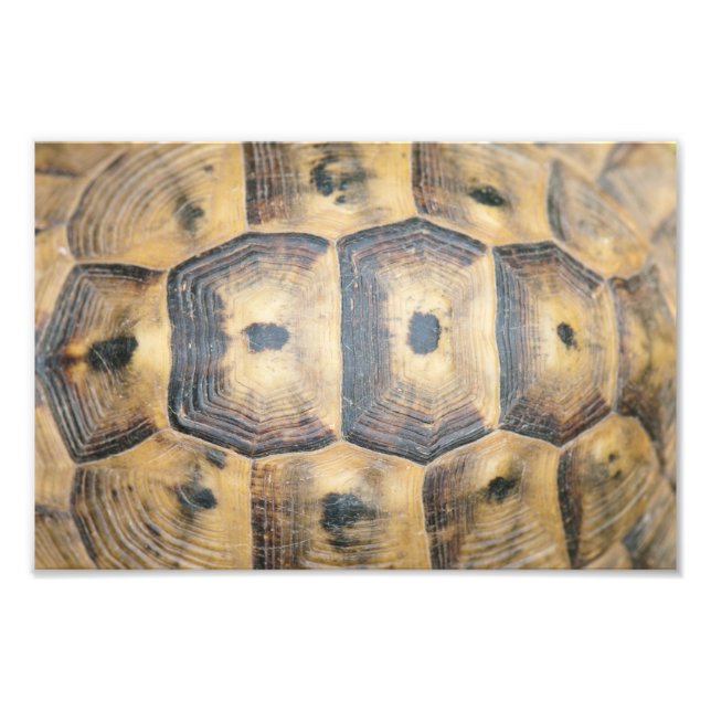 Impression Photo Motif Tortoise Shell (Devant)