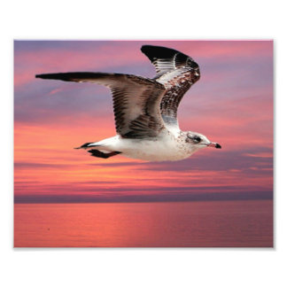 Impression Photo Mouette dans un beau vol