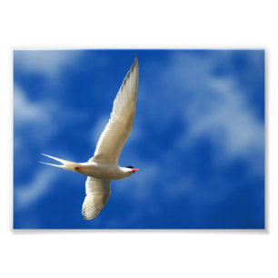 Impression Photo Mouette montante