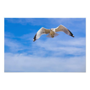 Impression Photo Mouette s'élevant haut contre un ciel bleu