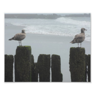 Impression Photo Mouettes à la montre