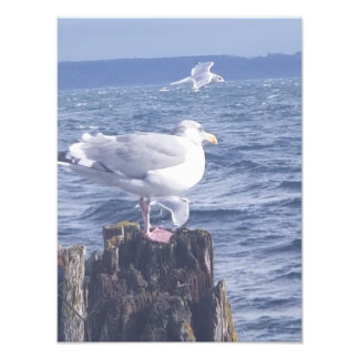 Impression Photo Mouettes à Port Townsend