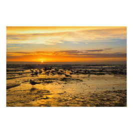 Impression Photo Mouettes au coucher du soleil