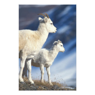 Impression Photo mouflon de Dall, Ovis dalli, brebis et agneau