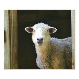 Impression Photo Mouton Gentil