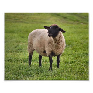 Impression Photo Mouton souriant