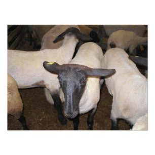Impression Photo Moutons de Dorper se tenant avec des oreilles de
