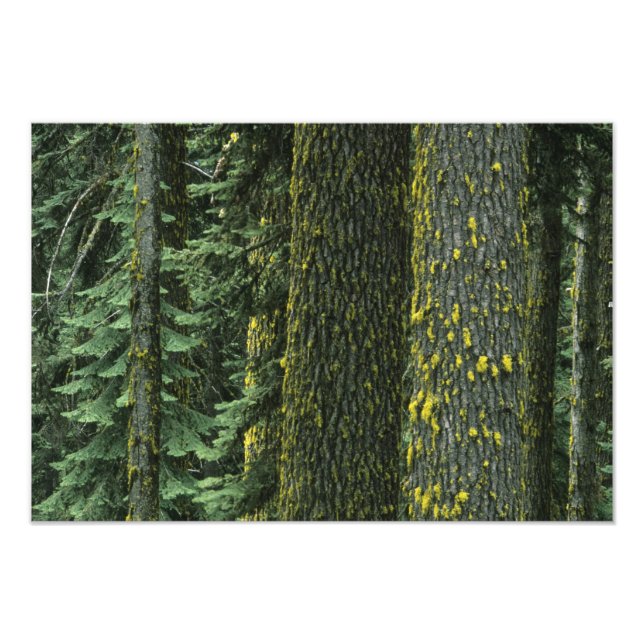 Impression Photo Mt. Ashland, Forêt nationale Rogue, (Devant)