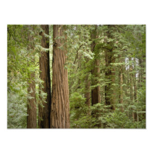 Impression Photo Muir Woods National Monument, Nord