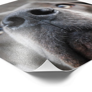 Impression Photo Museau de Dogue