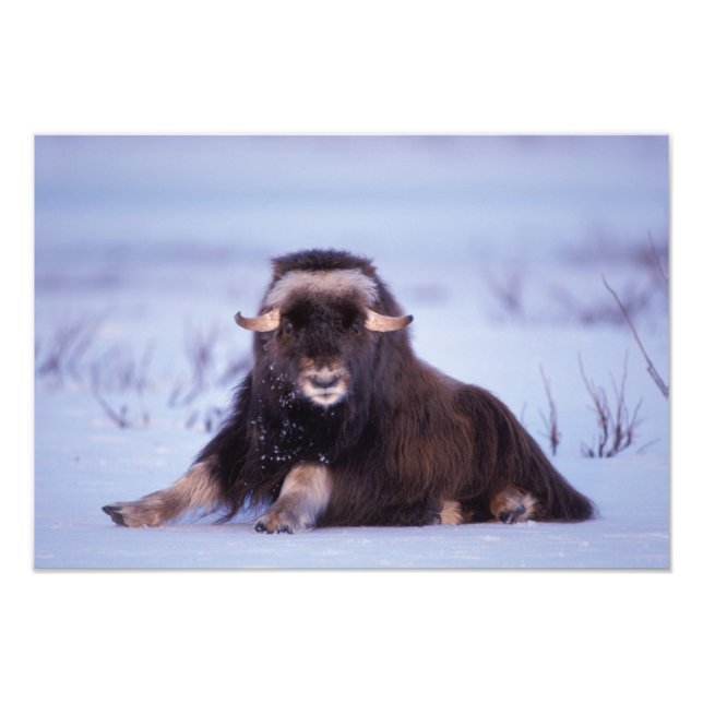 Impression Photo muskox, Ovibos moschatus, jeune taureau (Devant)