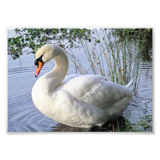 Impression Photo Mute Swan