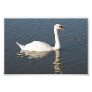 Impression Photo Mute Swan