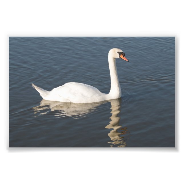 Impression Photo Mute Swan (Devant)