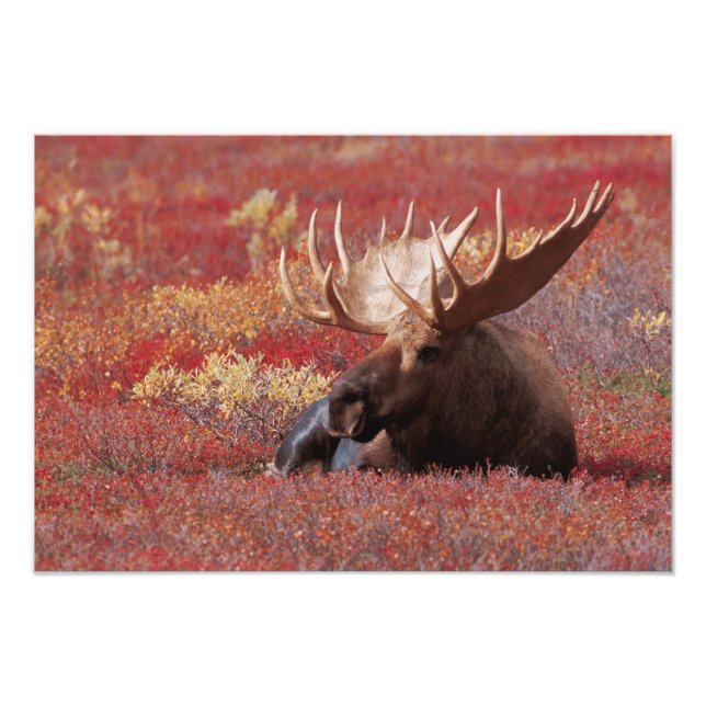 Impression Photo N.A., États-Unis, Alaska, Denali National Park, Bu (Devant)