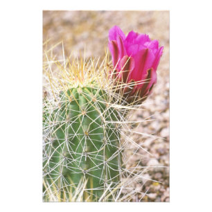 Impression Photo N.A., États-Unis, AZ, Phoenix, Desert Botanical 2