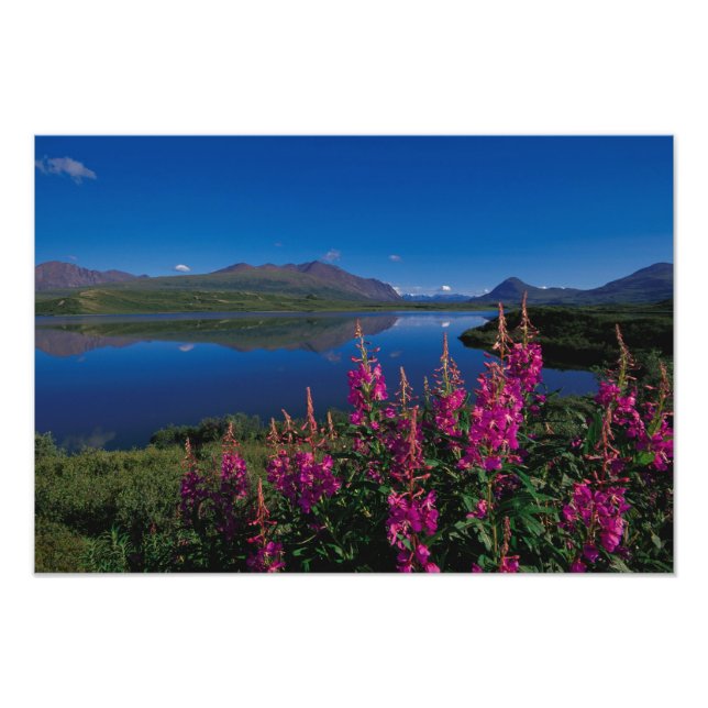Impression Photo N.A., USA, Alaska, Alaska Range Common (Devant)