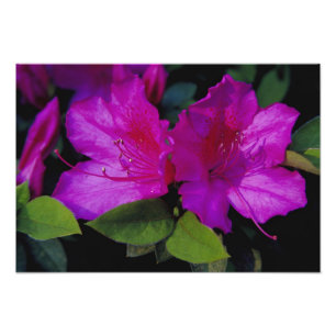 Impression Photo N.A. USA, Géorgie, Savannah. Azalée en fleurs.