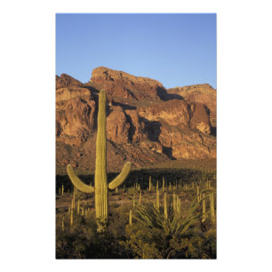 Impression Photo NA, États-Unis, Arizona. Organ Pipe Cactus Nationa