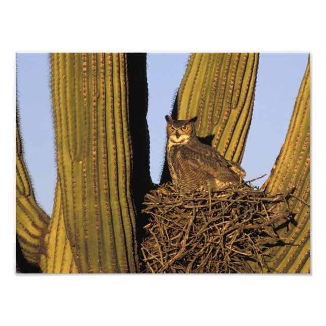 Impression Photo NA, États-Unis, Arizona, Tucson. Grand-duc d'Améri (Devant)