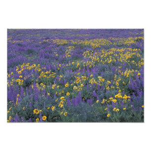 Impression Photo NA, États-Unis, Washington Dalles, Lupine et