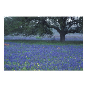 Impression Photo NA, Texas, Devine, Chêne et bonnets bleus