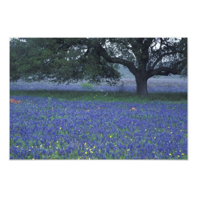 Impression Photo NA, Texas, Devine, Chêne et bonnets bleus (Devant)