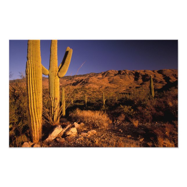 Impression Photo NA, USA, Arizona, Saguaro National Monument, (Devant)