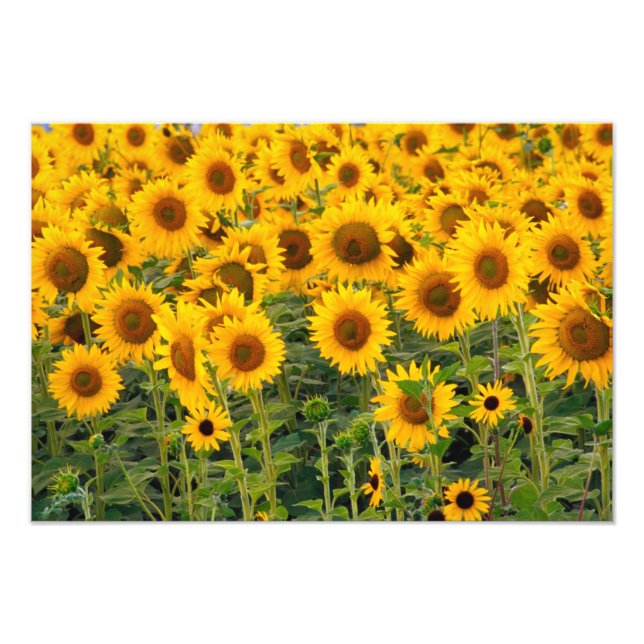 Impression Photo Na, USA, Colorado, Tournesols (Devant)