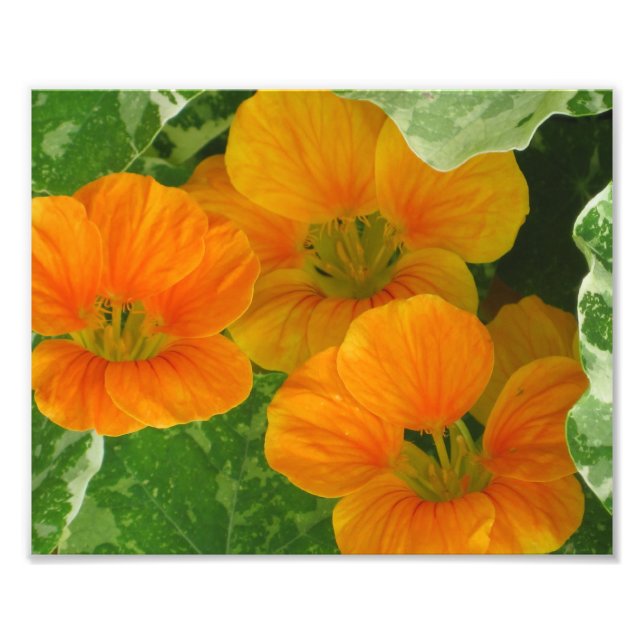 Impression photo Nasturtium (Devant)