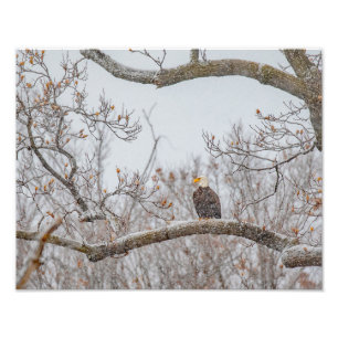 Impression Photo Neige D'Hiver Avec Aigle