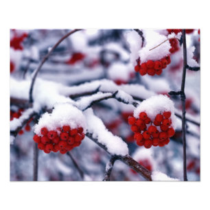 Impression Photo Neige sur les baies de sorbier des oiseaux europée