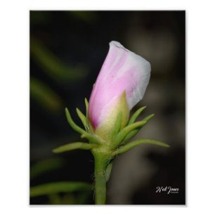 Impression Photo Neil Jones Photography - Naissance d'un Rose.