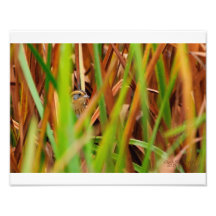 Nelsons Sparrow À Travers Des Cattails