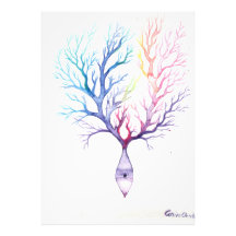 neurone Purkinke coloré