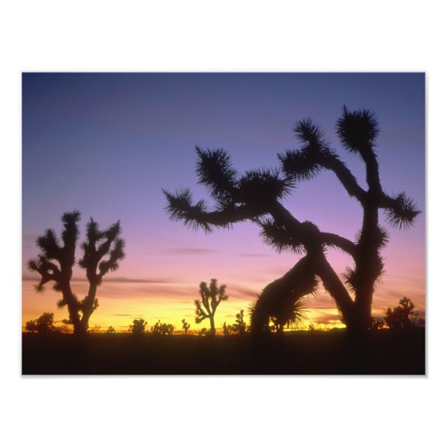 Impression Photo NEVADA. États-Unis Joshua (Yucca brevifolia) (Devant)