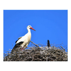 Impression Photo Nid de la cigogne