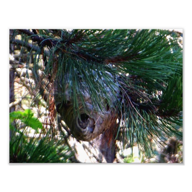 Impression Photo Nid Hornets Face Balle (Devant)