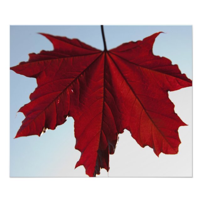 Impression Photo Norvégien Crimson King Maple Leaf (Devant)